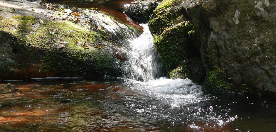 Forest Creek Lodge Stream