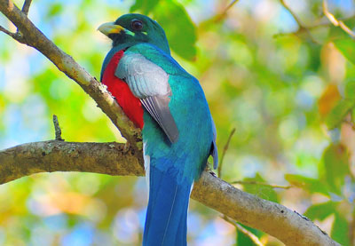 Narina Trogon - photo by Phillip Visser 07.10.18