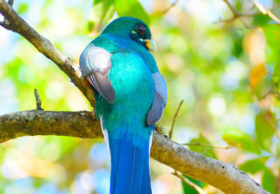 Narina Trogon - photo by Phillip Visser 07.10.18