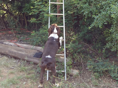 Badger helping Telkom fix the telephone line :)