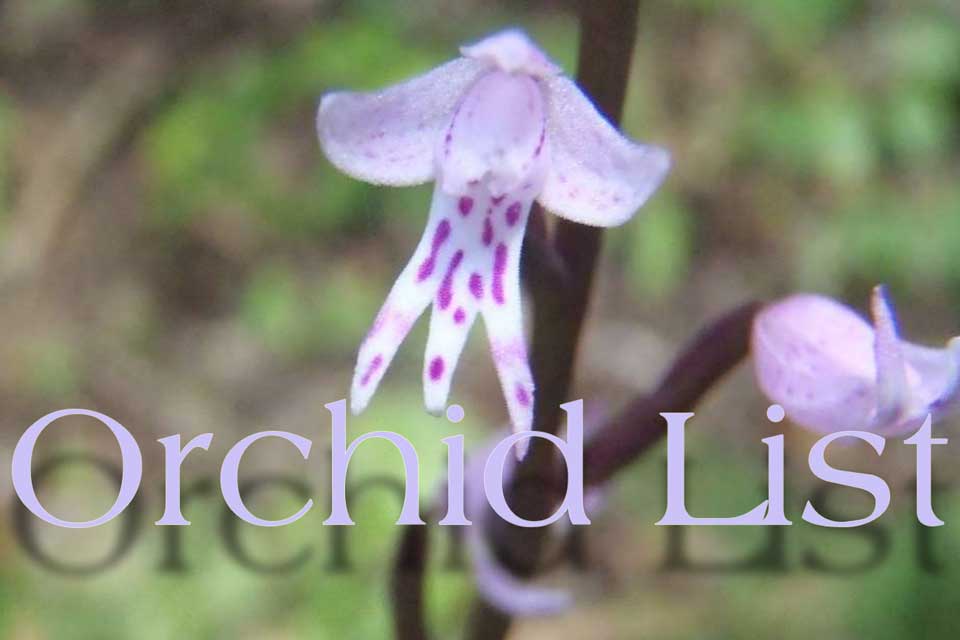 Orchid List